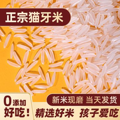 猫牙米长粒香米大米2023年新米籼米油粘米丝苗米炒饭煲仔饭专用米
